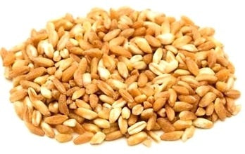 Farro