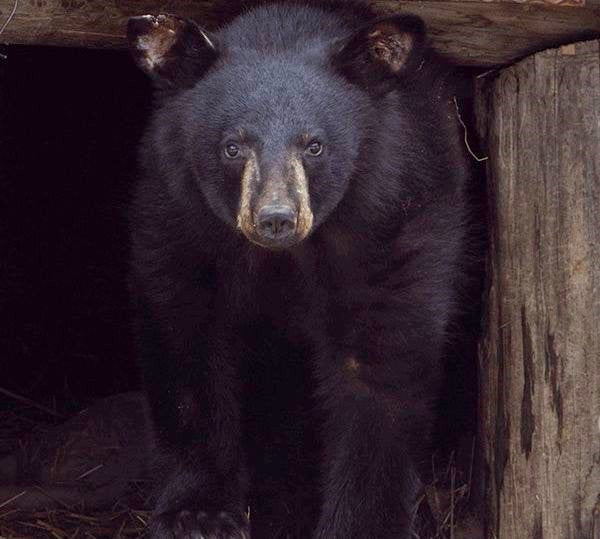 North American Bear Center