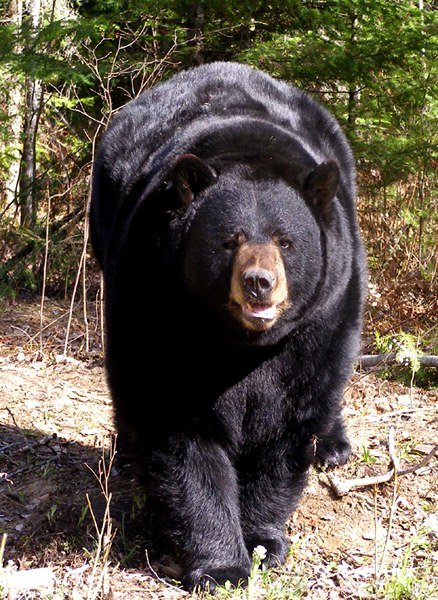 North American Bear Center