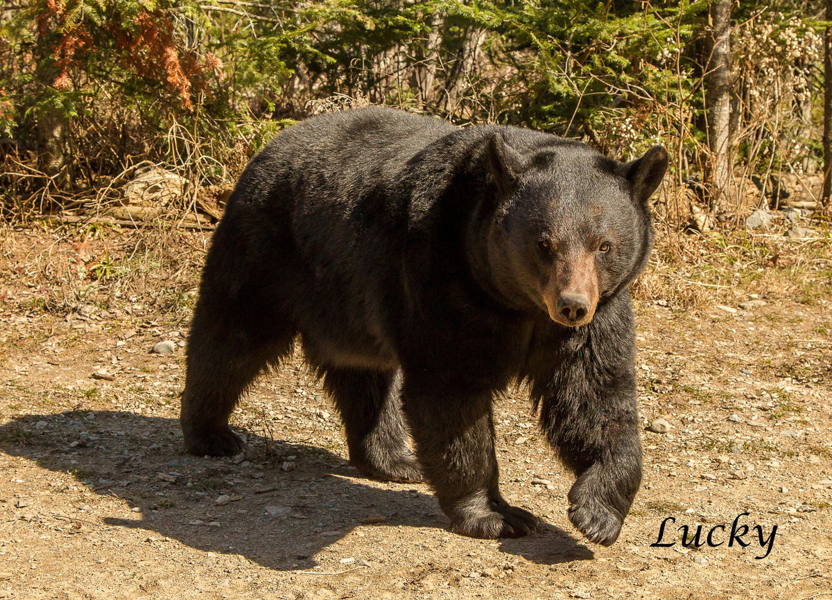 North American Bear Center