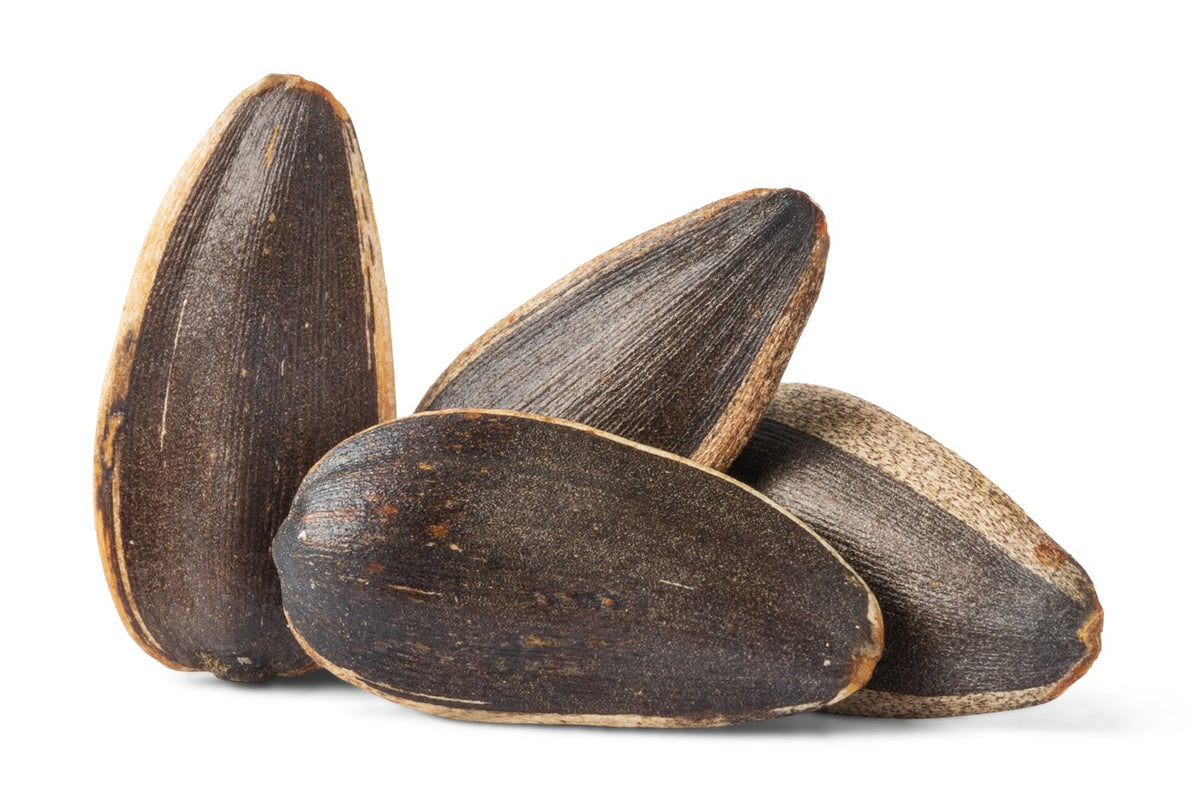 Jumbo Roasted Sunflower Seeds (Unsalted, In Shell)