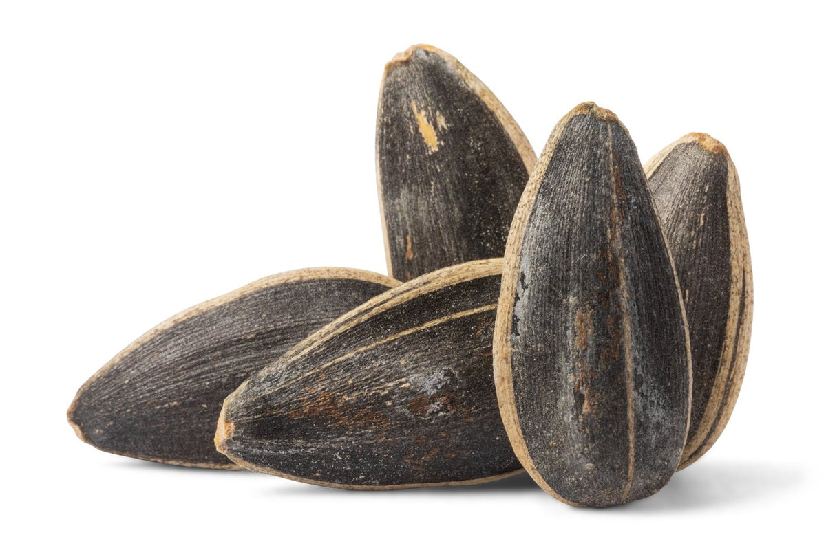 Jumbo Roasted Sunflower Seeds (Salted, In Shell)