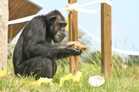 Save The Chimps Small Care Package