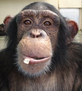 Save The Chimps Large Care Package