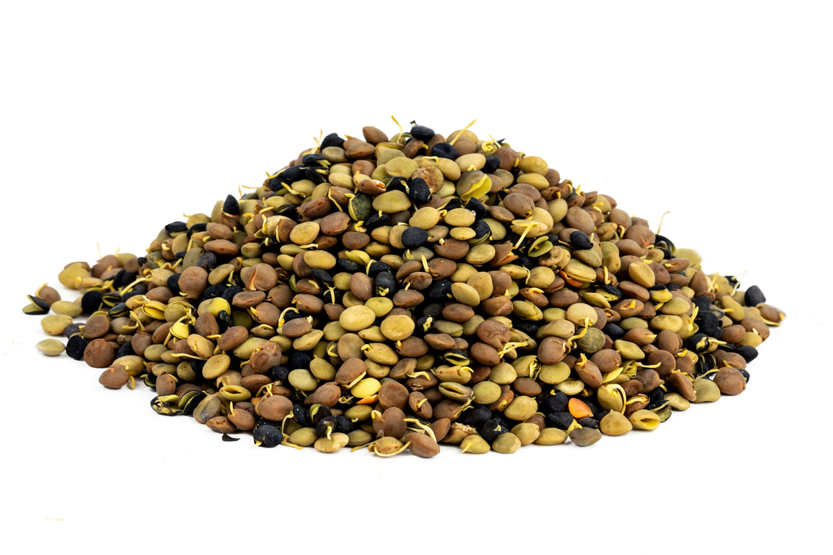 Organic Sprouted Lentil Blend